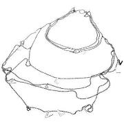 Kaulakorut Victorio & Lucchino  vj0001co  Yksi Koko