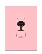 Myren Rosa Patterned Brainchild