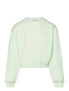 Cropped Printed Sweatshirt Green Tom Tailor