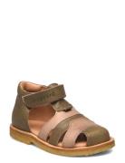 Bisgaard Bjørn Brown Bisgaard