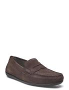 U Ascanio C Loaferit Matalat Kengät Brown GEOX